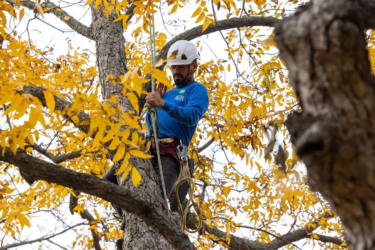 Skilled Tree Trimming crew working in San Quentin